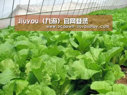 种植基地一